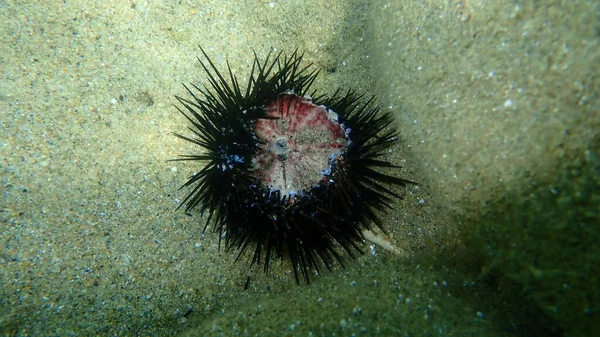 Ouriço Mar Negro Arbacia Lixula Mar Egeu Grécia Halkidiki — Fotografia de Stock