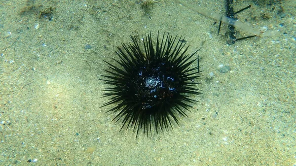 Oursin Noir Mort Arbacia Lixula Sous Marin Mer Égée Grèce — Photo