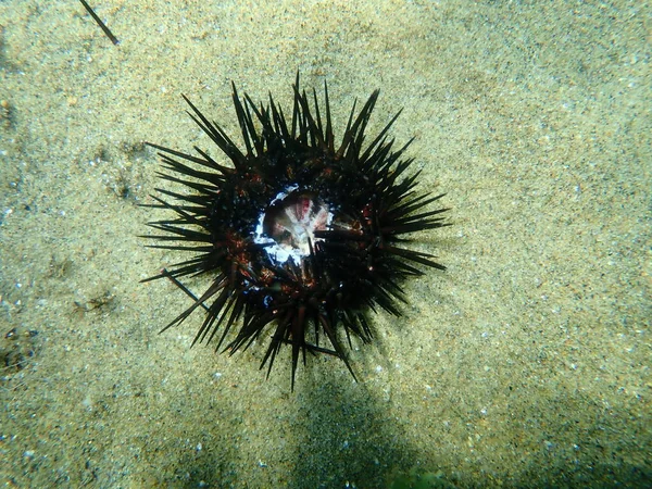 Dead Black Sea Urchin Arbacia Lixula Undersea Aegean Sea Greece — стокове фото
