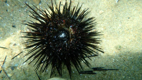 Dead Black Sea Urchin Arbacia Lixula Undersea Aegean Sea Greece — Stock Photo, Image