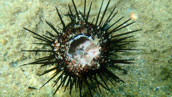 Minerale Morto Del Mar Nero Arbacia Lixula Sottomarino Mar Egeo — Foto Stock