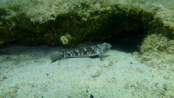 Black Goby Gobius Niger Undersea Aegean Sea Greece Halkidiki — 图库照片