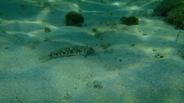 Góbi Negro Gobius Niger Submarino Mar Egeu Grécia Halkidiki — Fotografia de Stock