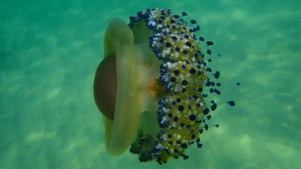 Medusas Mediterráneas Medusas Huevo Frito Jalea Mediterránea Cotylorhiza Tuberculata Submarina —  Fotos de Stock