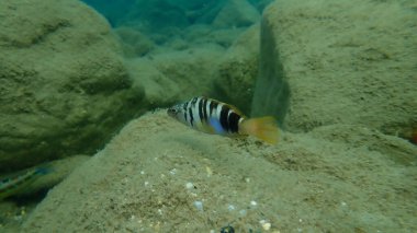Boyanmış komando (Serranus scriba) denizaltı, Ege Denizi, Yunanistan, Halkidiki