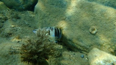 Boyanmış komando (Serranus scriba) denizaltı, Ege Denizi, Yunanistan, Halkidiki