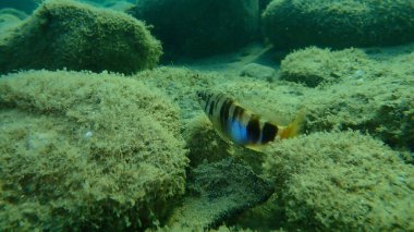 Boyanmış komando (Serranus scriba) denizaltı, Ege Denizi, Yunanistan, Halkidiki