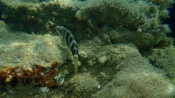 Βαμμένος Comber Serranus Scriba Undersea Aegean Sea Ελλάδα Χαλκιδική — Φωτογραφία Αρχείου