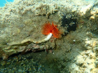 Polychaeta Pürüzsüz tüp solucanı veya kırmızı benekli at nalı (Protula tubularia) deniz altı, Ege Denizi, Yunanistan, Halkidiki