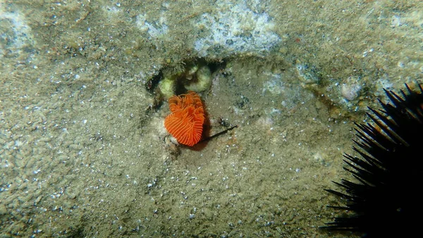 Polychaeta滑らかなチューブワームまたは赤い斑点のある馬蹄形 Protula Tubularia エーゲ海 ギリシャ Halkidiki — ストック写真