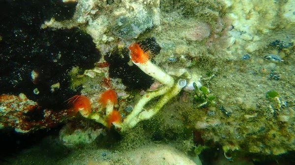 Polychaeta Glatter Röhrenwurm Oder Rot Geflecktes Hufeisen Protula Tubularia Unter — Stockfoto