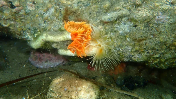 Polychaeta滑らかなチューブワームまたは赤い斑点のある馬蹄形 Protula Tubularia エーゲ海 ギリシャ Halkidiki — ストック写真