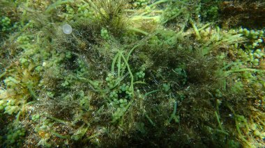 Deniz yosunu üzümü (Caulerpa sp.) Deniz altı, Ege Denizi, Yunanistan, Halkidiki