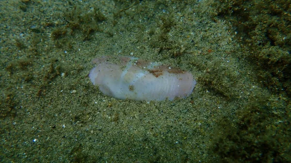 Seashell Scraper Clam Rosy Razor Clam Solecurtus Strigilatus Undersea Aegean — Stock Photo, Image
