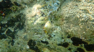Akdeniz konisi (Conus ventricosus) deniz altı, Ege Denizi, Yunanistan, Halkidiki