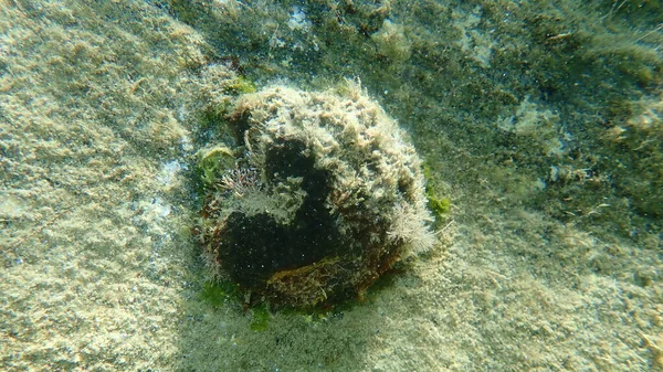 Dying Bath Sponge Turkey Cup Sponge Fine Levant Sponge Spongia — Stock Photo, Image