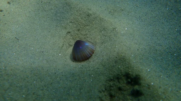 希腊爱琴海Halkidiki海底双壳软体动物白色槽壳或经过染色的槽蛤 Mactra Stultorum 的贝壳 — 图库照片