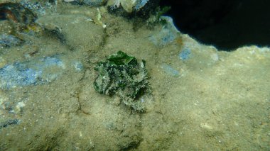 Calcareous yeşil yosunları (Halimeda ton balığı) deniz altı, Ege Denizi, Yunanistan, Halkidiki