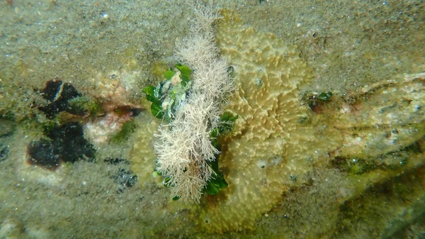 Calcareous Green Algae Halimeda Tuna Undersea Aegean Sea Greece Halkidiki — Stock Photo, Image