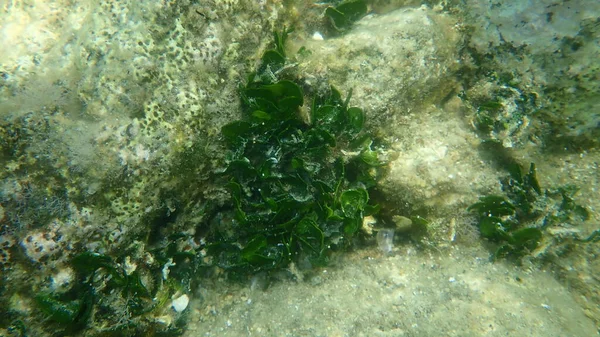 Kalkhoudende Groene Algen Halimeda Tonijn Onderzee Egeïsche Zee Griekenland Halkidiki — Stockfoto