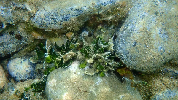 石灰質の緑藻 ハリメダマグロ エーゲ海 ギリシャ ハルキディキ — ストック写真