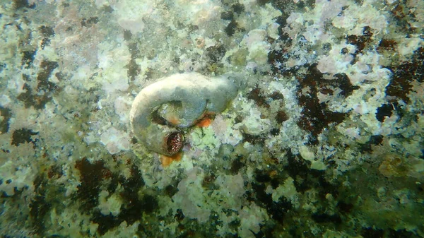 Escargot Mer Escargot Géant Ver Géant Thylacodes Arenarius Sous Marin — Photo