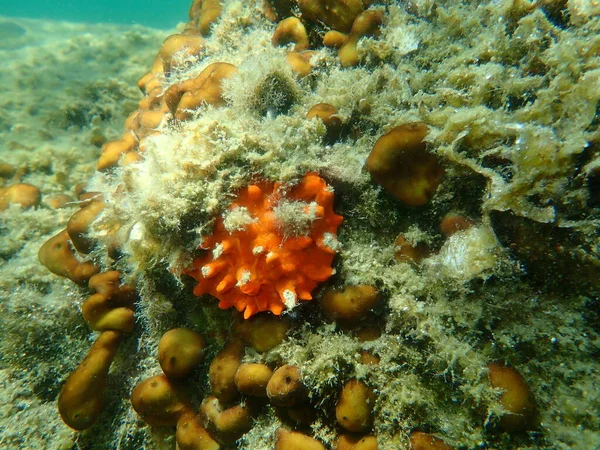 European Thorny Oyster Spondylus Gaederopus Coveded Oyster Sponge Crambe Crambe — Stock Photo, Image