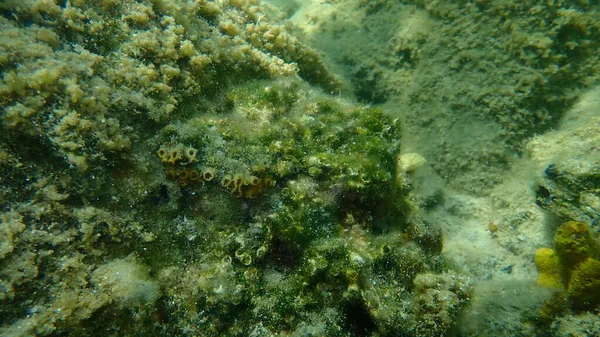 Cushion Coral Caespitose Tube Coral Pillow Coral Cladocora Cladocora Caespitosa — Φωτογραφία Αρχείου