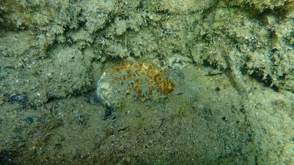 座垫珊瑚或Caespitose管珊瑚 枕头珊瑚 海底克拉多科 Cladocora Caespitosa 爱琴海 Halkidiki — 图库照片