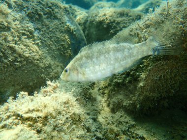 Gri grasse (Symphodus cinereus) denizaltı, Ege Denizi, Yunanistan, Halkidiki