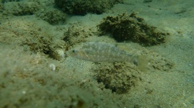 Gri grasse (Symphodus cinereus) denizaltı, Ege Denizi, Yunanistan, Halkidiki
