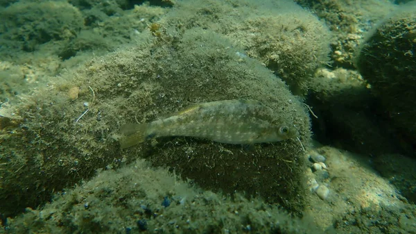 Grey Wrasse Symphodus Cinereus Undersea Aegean Sea Greece Halkidiki — Stock fotografie
