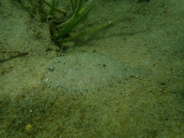 Geniş gözlü dil balığı (Bothus podas) denizaltı, Ege Denizi, Yunanistan, Halkidiki