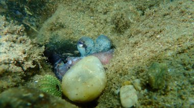 Ortak ahtapot (Octopus vulgaris) denizaltı, Ege Denizi, Yunanistan, Halkidiki