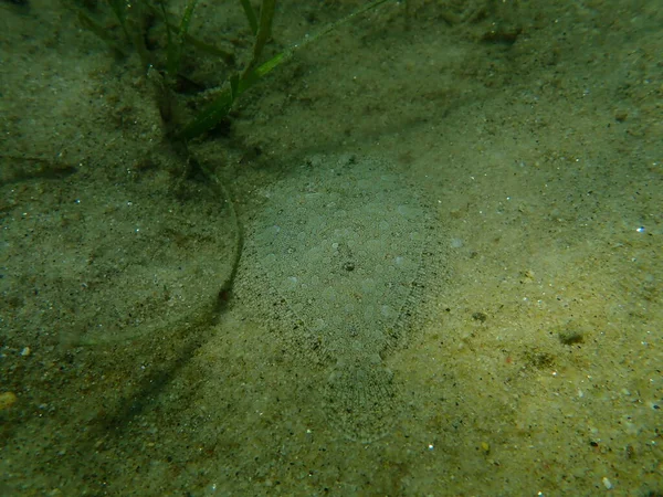 Wide Eyes Flounder Bothus Podas Undersea Eegean Sea Greece Halkidiki — стокове фото