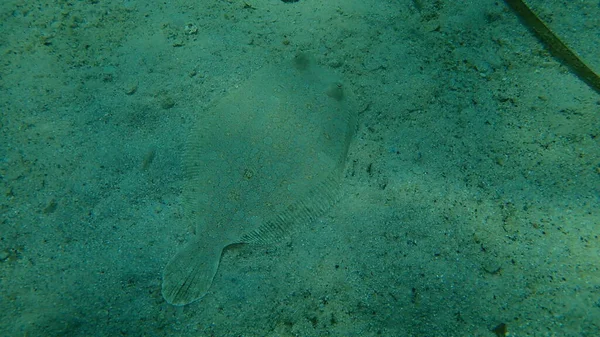 Wide Eyed Flounder Bothus Podas Undersea Aegean Sea Greece Halkidiki — Stock Photo, Image