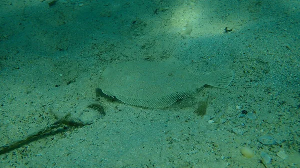 Flądra Szerokooka Bothus Podas Morze Egejskie Grecja Halkidiki — Zdjęcie stockowe