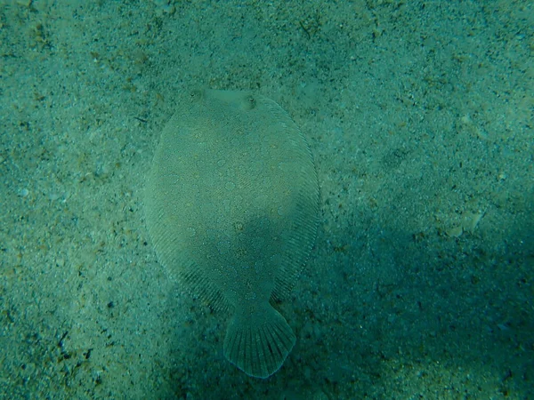 Plie Grands Yeux Bothus Podas Sous Marine Mer Égée Grèce — Photo