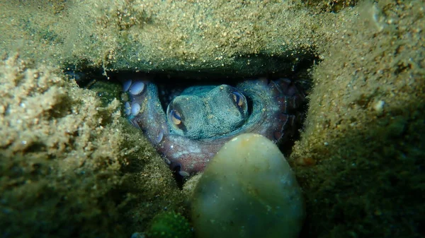 Common Octopus Octopus Vulgaris Undersea Aegean Sea Greece Halkidiki — Stock Photo, Image