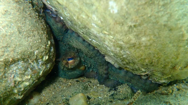 普通章鱼 Octopus Vulgaris 爱琴海 Halkidiki — 图库照片