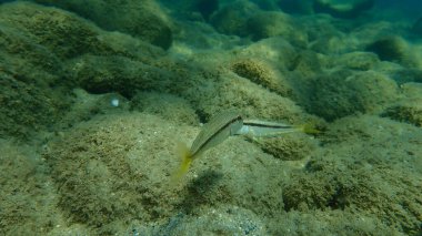 Çizgili kırmızı kefal (Mullus surmuletus) sualtı, Ege Denizi, Yunanistan, Halkidiki