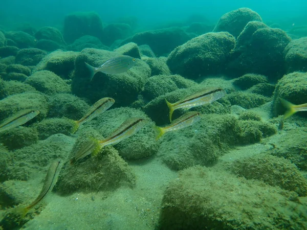 Triglie Mullus Surmuletus Sott Acqua Mar Egeo Grecia Calcidica — Foto Stock