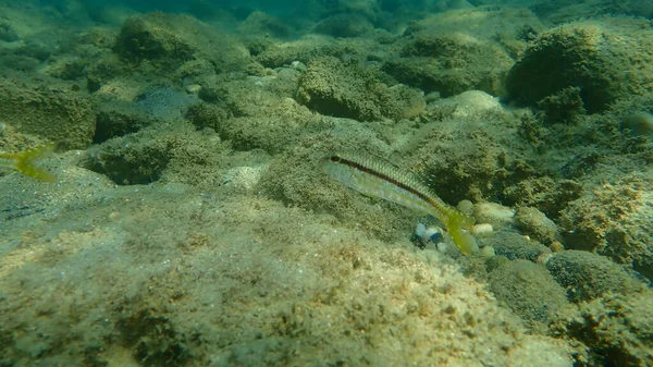 Striped Red Mullet Surmullet Mullus Surmuletus Undersea Aegean Sea Greece — Stock Photo, Image