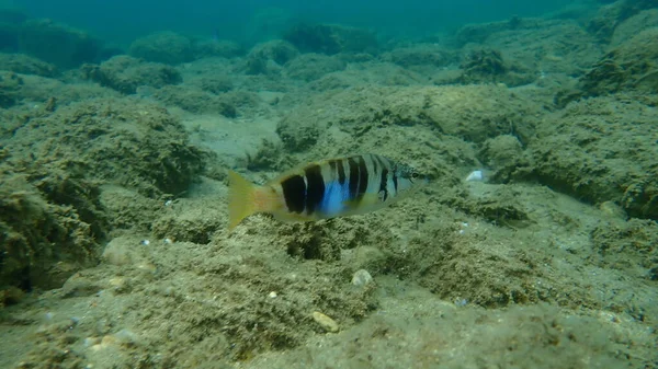 Geverfde Kam Serranus Scriba Onderzees Egeïsche Zee Griekenland Halkidiki — Stockfoto