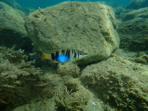 Painted Comber Serranus Scriba Undersea Aegean Sea Greece Halkidiki — 스톡 사진