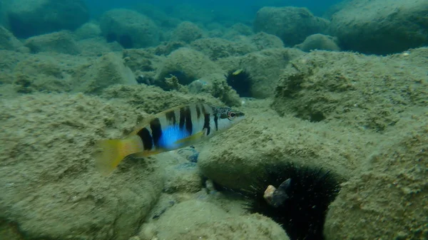 Βαμμένος Comber Serranus Scriba Undersea Aegean Sea Ελλάδα Χαλκιδική — Φωτογραφία Αρχείου