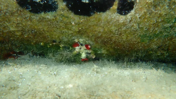 Red Calcareous Tubeworm Blood Red Tubeworm Protula Intestinum Ornate Hermit — Stock Photo, Image