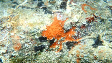 Kırmızı kabuklu sünger (Crambe crambe crambe) ve üç bryozoan veya yosun hayvanı Reptadeonella violacea, Schizomavella (Schizomavella) linearis, Calpensia nobilis under sea, Ege Sea, Yunanistan, Halkidiki