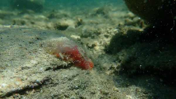 Sea Squirt Red Ciona Ciona Roulii Unterwasser Ägäis Griechenland Chalkidiki — Stockfoto