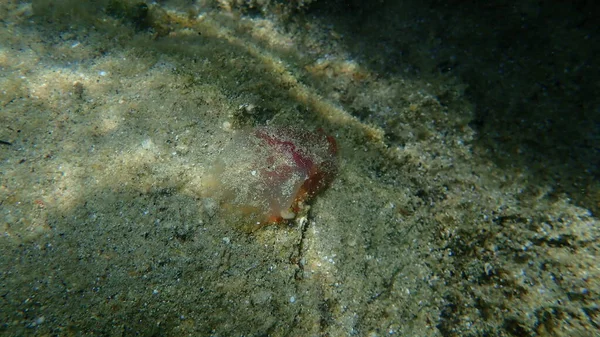 Sea Squirt Červená Ciona Ciona Roulii Pod Mořem Egejské Moře — Stock fotografie